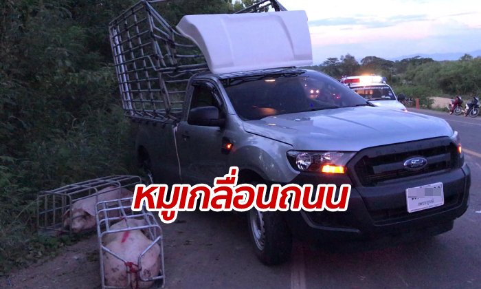 หนักเกินพิกัด! รถขนหมูยางระเบิดพลิกคว่ำ หมูกระเด็นเกลื่อนถนน