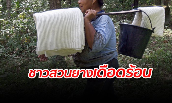 ชาวสวนยางเศร้า ถูกยึดรถ-ยึดบ้าน หลังราคาคายางตกต่ำ เตรียมร้องรัฐบาลช่วย