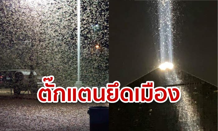 ตั๊กแตนนับล้านบุกลาสเวกัส จนเรดาร์อากาศจับได้ ผู้เชี่ยวชาญเชื่อ กินเวลาหลายสัปดาห์