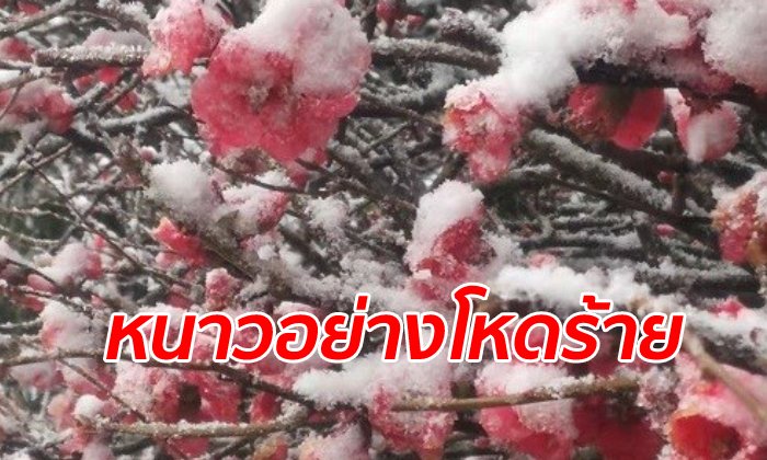 "แอนตาร์กติก วอร์เท็กซ์" คลื่นความเย็นขั้วโลกปกคลุมออสเตรเลีย หิมะตกครั้งแรกในรอบ 30 ปี