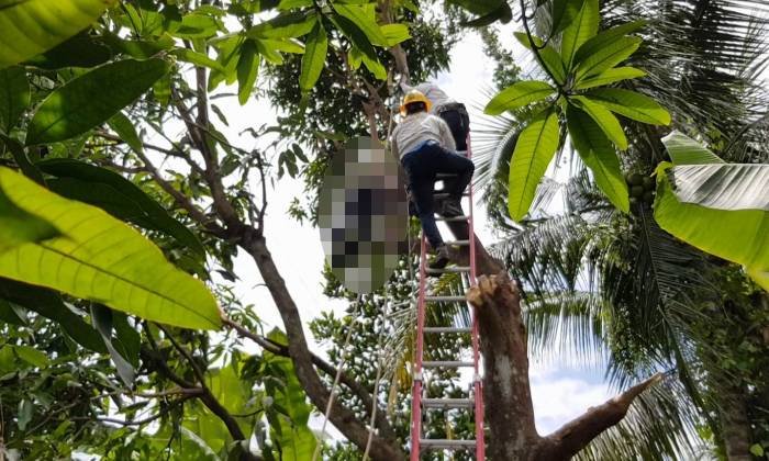 หนุ่มใหญ่ปีนตัดยอดมะม่วงติดกับสายไฟฟ้าแรงสูง โชคร้ายถูกไฟช็อตดับคาต้น