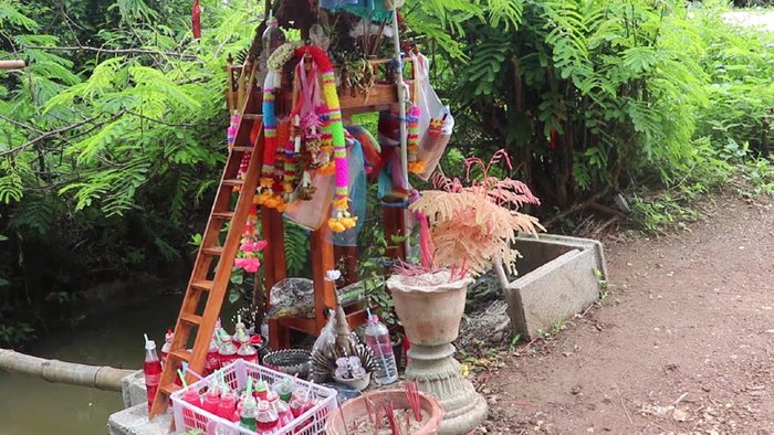 ต้นส้มป่อยสีทองคืนชีพ! เจ้ามือหวยมาลักตัดเพราะให้เลขเด็ดแม่น แต่ยังไม่ตาย