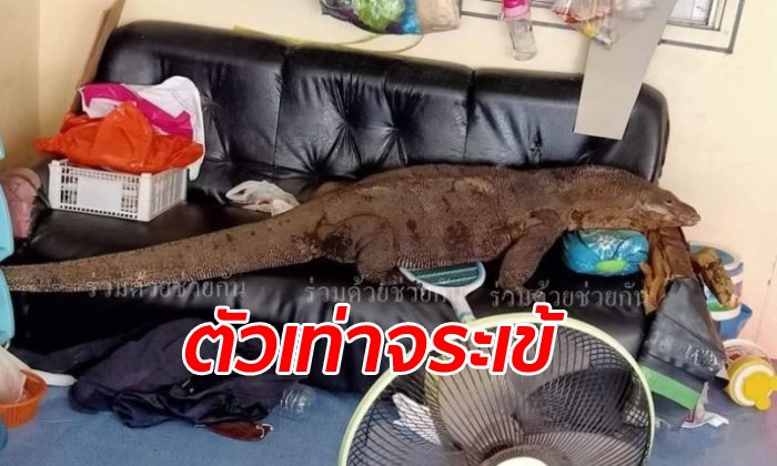 ตัวเงินตัวทองยักษ์ โผล่นอนโซฟากลางบ้าน ซ.สุขสวัสดิ์ 26 เจ้าของบ้านหัวใจแทบวาย