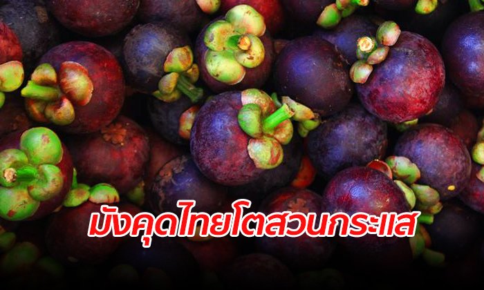 ต่างชาติชื่นชอบ "มังคุดไทย" ครึ่งปีแรกส่งออกมูลค่า 325 ล้านเหรียญสหรัฐ