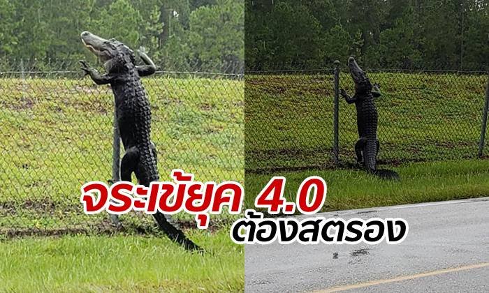 สัตว์ยุคนี้ต้องปรับตัว สาวทึ่ง "จระเข้" โชว์ทักษะปีนข้ามรั้วสุดพลิ้ว