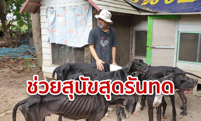 เกรทเดน 15 ตัว สุดอนาถ! ผอมโซ หลังเจ้าของไม่มีเงินเลี้ยง อ้างหย่าสามี-พิษเศรษฐกิจ