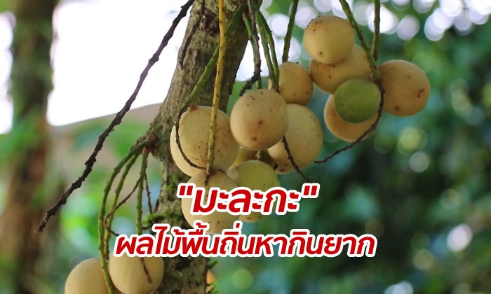 เคยกินไหม? "มะละกะ" ผลไม้คล้ายลองกองและลางสาด แต่มีรสชาติเฉพาะตัว