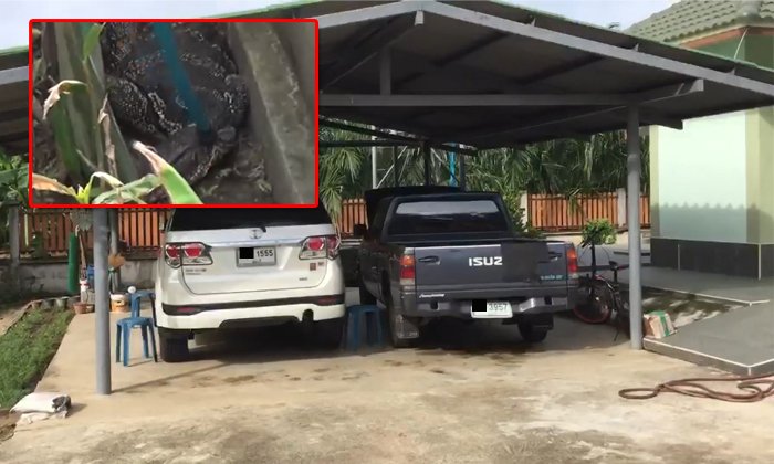เจ้าของบ้านตกใจ! ตัวเงินตัวทองวิ่งเข้าบ้าน เชื่อมาให้โชคลาภ