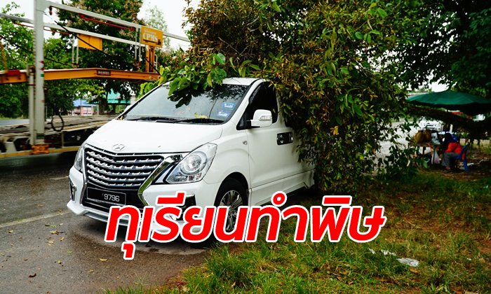 คอหวยจับตาเลขทะเบียน นักธุรกิจมาเลย์แวะซื้อทุเรียนเจอต้นไม้โค่นทับรถหรู