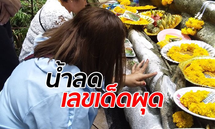 คอหวยคำชะโนดโล่งใจ ต้นมะเดื่อยักษ์ไปขอโชคได้แล้วหลังเจอน้ำท่วมนานนับสัปดาห์
