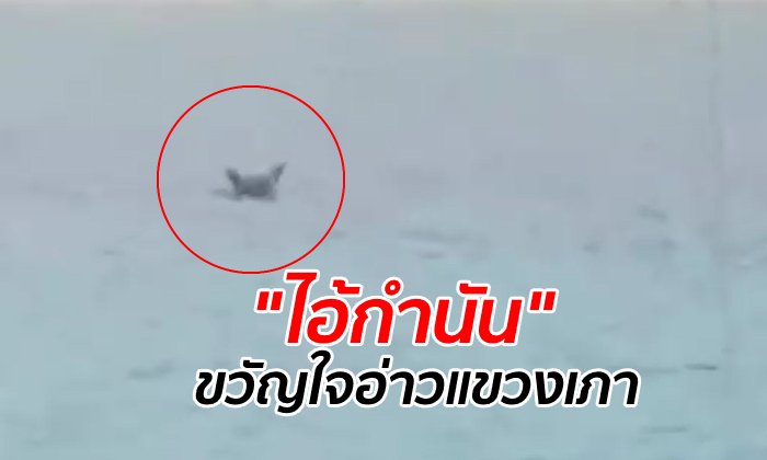 เปิดตำนานชีวิต "ไอ้กำนัน" หมาติดเกาะหนึ่งเดียวกลางอ่าว ให้ตายก็ไม่ยอมขึ้นฝั่ง