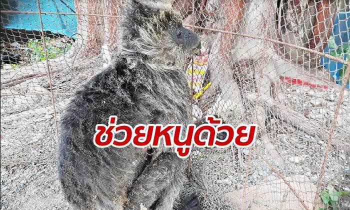 เวทนา "ค่าง" หลงฝูงโดนไฟฟ้าช็อตร่วงตกพื้น ชาวบ้านปั๊มหัวใจยื้อชีวิต
