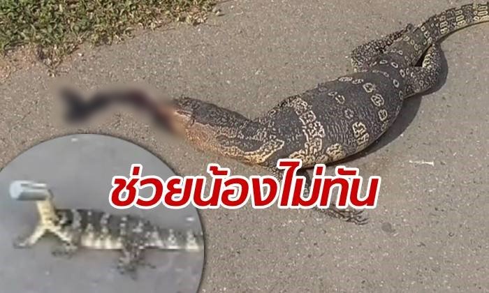 น้องไม่รอด "ตัวเงินตัวทอง" หัวติดกระป๋อง กลายเป็นซากถูกรถทับตาย