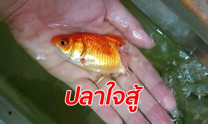 "ถุงทอง" ปลาเนื้อหลุดไปครึ่งตัวจนก้างโผล่ เจ้าของไม่ถอดใจยื้อชีวิตไว้ได้