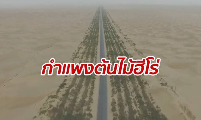 "กำแพงต้นไม้" ป้องกันถนนทะเลทรายแห่งแรกของเมืองจีน