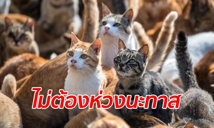 ทาสแมวหายห่วง รัฐบาลสั่งดูแล "เกาะแมว" ต้อนเหมียวหลบภัยพายุไต้ฝุ่นฮากิบิส