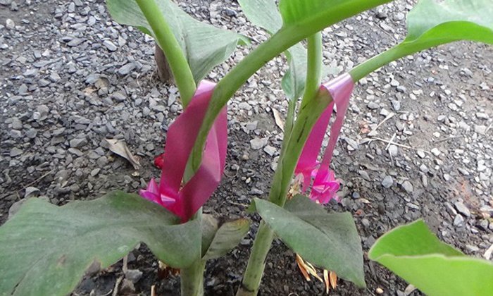 à¸à¸§à¸²à¸¡à¸«à¸§à¸±à¸à¸à¸­à¸à¸«à¸¡à¸¹à¹à¸à¹à¸²à¸...à¹à¸«à¹à¸à¸­à¹à¸¥à¸à¹à¸à¹à¸à¸à¹à¸à¸à¸¥à¹à¸§à¸¢à¹à¸à¸ à¹à¸à¹à¸²à¸à¸­à¸à¸¥à¸±à¹à¸à¹à¸à¸¢à¹à¸«à¹à¹à¸à¸à¸à¸¹à¸à¸£à¸²à¸à¸§à¸±à¸¥