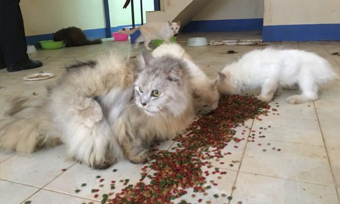 รัฐหนุนกฎหมายป้องกันทารุณสัตว์ เล็งขึ้นทะเบียนหมา-แมว ฝ่าฝืนปรับสูงสุด 25,000