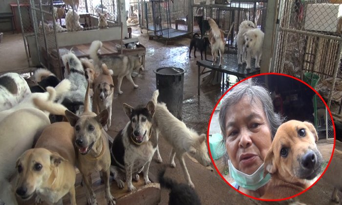 เจ้าของบ้านพักพิงสุนัขจรจัดโอด "ขึ้นทะเบียนหมาแมว" อาจทำคนทิ้งสัตว์เลี้ยงเพิ่มขึ้น!