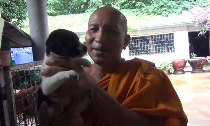 เจ้าอาวาสวัดเวฬุวนารามสนับสนุน "ขึ้นทะเบียนสัตว์เลี้ยง" เชื่อคนไม่ทิ้งหมา เพราะเกรงกฎหมาย