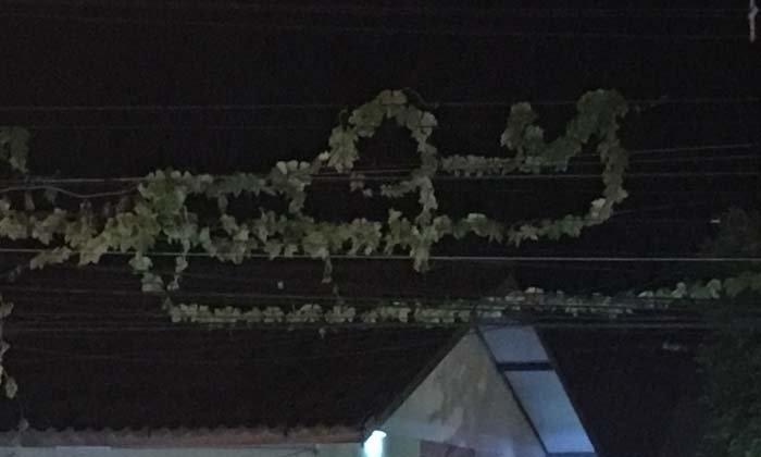 คอหวยลุ้นอีกงวด เถาวัลย์พันสายไฟฟ้า คราวนี้เลขเปลี่ยน