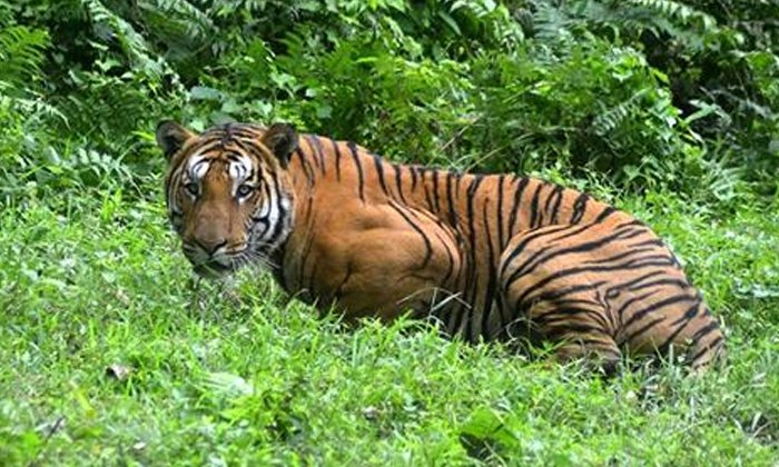 จับเป็นไม่สำเร็จ เสือกินคน 13 ศพในอินเดีย ถูกยิงตายแล้ว
