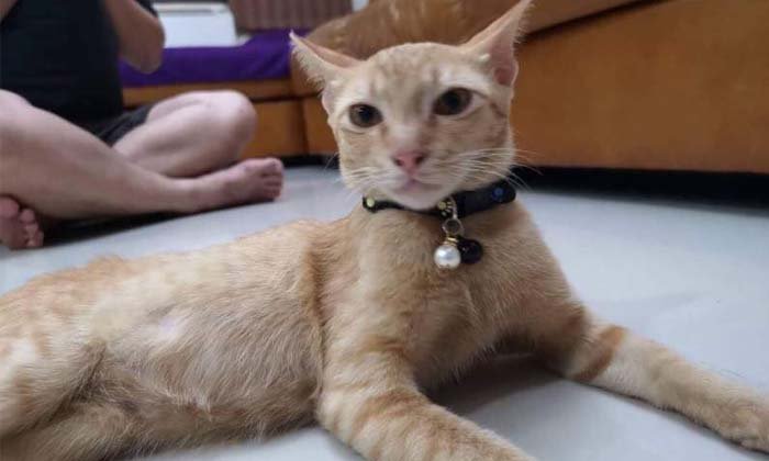 ผัวพาเมียเผ่นหนี! อ้างทำแมวตกตึก ตกใจเลยทิ้งลงถังน้ำคอนโดจนตาย