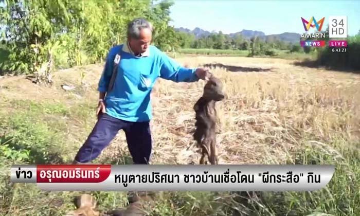 หมูตายปริศนา โดนควักตา-เครื่องในหาย ชาวบ้านเชื่อถูก “ผีกระสือ” กิน