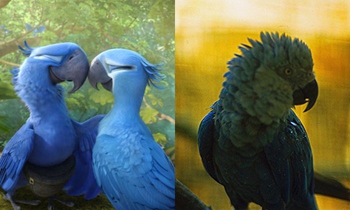เหลือแค่ในการ์ตูน? นักวิจัยเชื่อ Blue Macaw อาจสูญพันธุ์ไปแล้ว