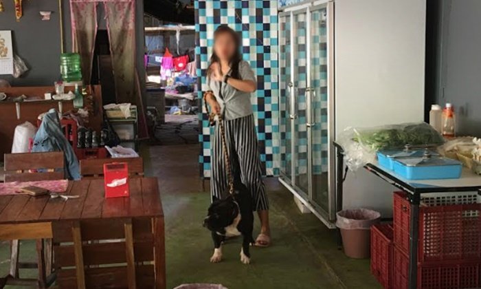 แจ้งจับเจ้าของพิทบูลอำมหิต คลิปขย้ำแมวตาย เจ้าตัวเปิดใจไม่คิดอยากเลี้ยง