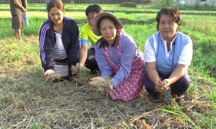 เกษตรกรช้ำหนัก! อากาศแปรปรวน ทำ "หอมแดง" เน่าเสียหายกว่าพันไร่