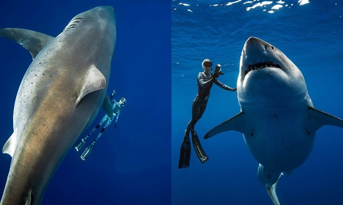 หนึ่งในฉลามที่ใหญ่ที่สุดของโลก! "Deep Blue" ฉลามขาวยักษ์โผล่นอกชายฝั่งฮาวาย