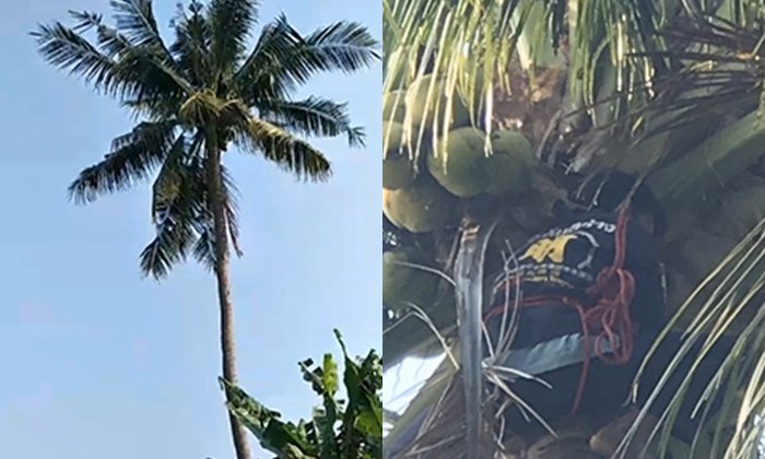 หนุ่มใหญ่ตายคายอดมะพร้าวสูง 20 เมตร ชาวบ้านเห็นนึกว่าหลับ เรียกปลุกไม่ตื่น