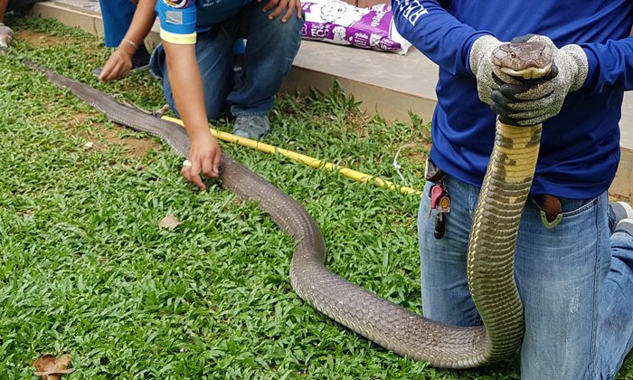 ขนลุกเกรียว "งูจงอางยักษ์" ยาว 5 เมตรเลื้อยเข้าร้านอาหาร หมาเห่าช่วยชีวิต