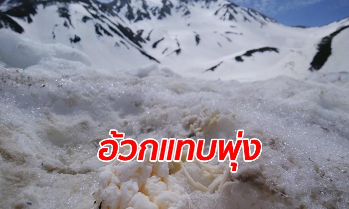 อะไรอยู่ใต้หิมะ? คนญี่ปุ่นแฉขุดเจอ "ขยะสด-อุจจาระ" เตือนราดน้ำแดงกินอาจได้ของแถม