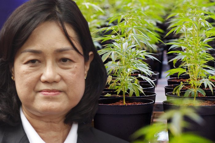 แผนธุรกิจใหม่! การยาสูบแห่งประเทศไทย เล็งขาย "กัญชา" แทนบุหรี่