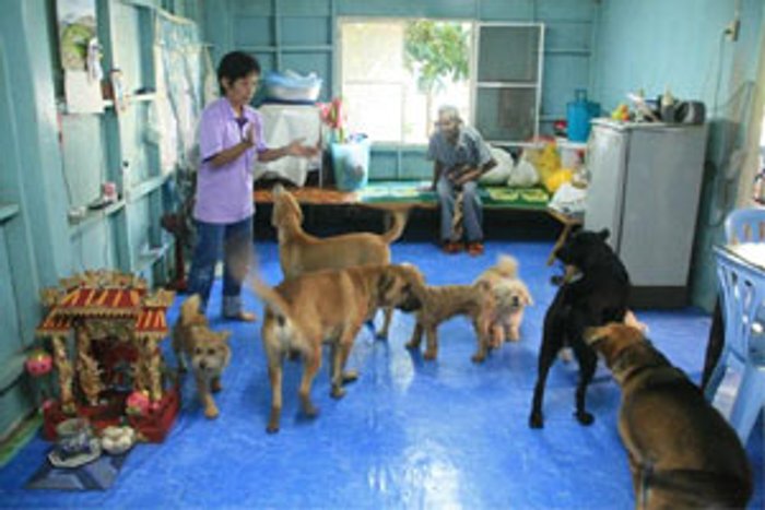 ตะลึง สุนัข รวมใจกันเห่าหอนร้องเพลงชาติทุกเช้า เย็นประจำ เจ้าของแนะนักการเมืองดูเป็นตัวอย่าง