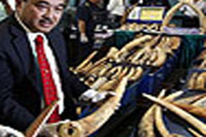 ซิวงาช้างเถื่อนคาสุวรรณภูมิ