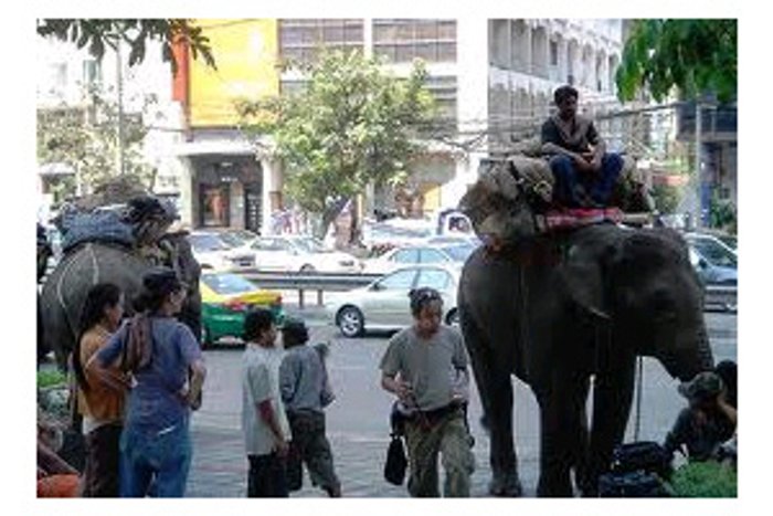 กทม.เผยไร้ช้างเร่ร่อนในเมืองกรุงแล้ว