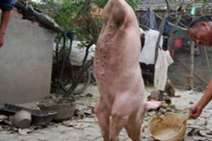 ตะลึง! หมูพิการสองขา เดินได้เหมือนคน
