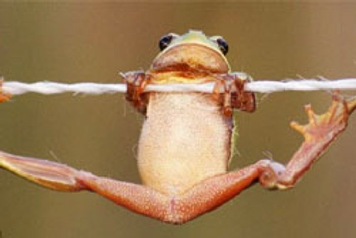 ว้าว..! ยืดเส้นยืดสายสไตล์กบยุโรป