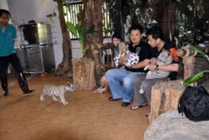 แห่เติมความรัก!! ป้อนนม-เลี้ยงลูกสิงโต เสือแฝด ถูกแม่เมิน