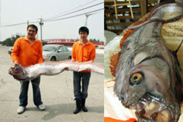 ประมงไต้หวันจับปลาแผ่นดินไหว หวั่นเกิดอาเพศ