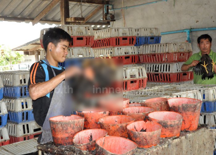 โรงเชือดไก่นครปฐมออเดอร์เพิ่มสูงรับตรุษจีน