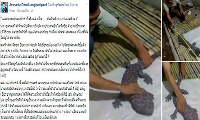 อ.เจษฎา เฉลยตุ๊กแกยักษ์ ที่จริงคือตัวเงินตัวทอง