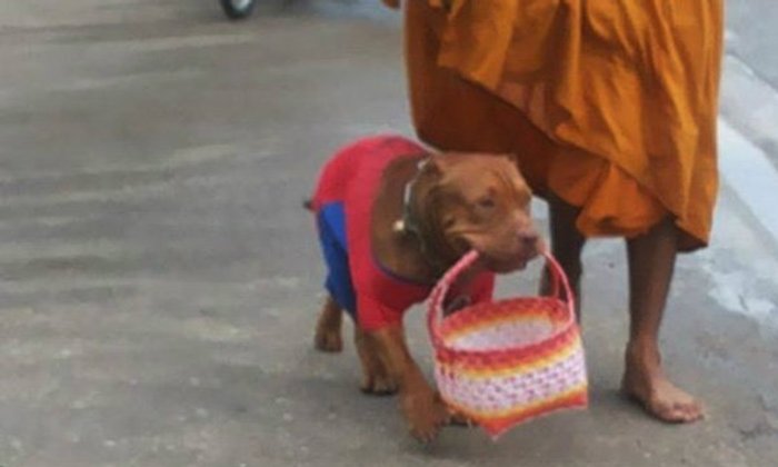 ประทับใจสุนัขพันธ์พิทบูล คาบตะกร้าบิณฑบาตรกับหลวงพี่