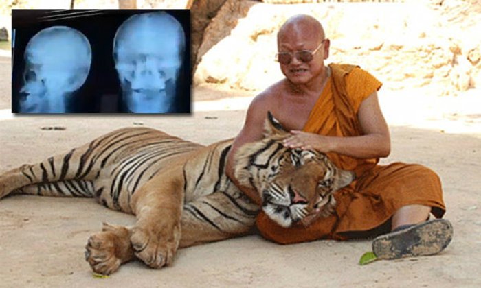 โต้อลวน! หลวงตาจันทร์ตกบันได ไม่ได้ถูกเสือตะปบ