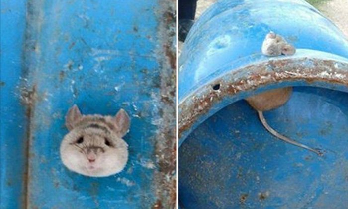 ประทับใจชาวเน็ต ภาพหนูหัวติดถังแก๊สได้รับการช่วยเหลือ
