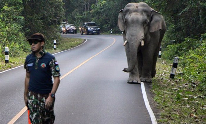 ชาวเน็ตทึ่งปนเสียว "หมอล็อต" เดินนำช้างป่าตกมันแบบสบายๆ
