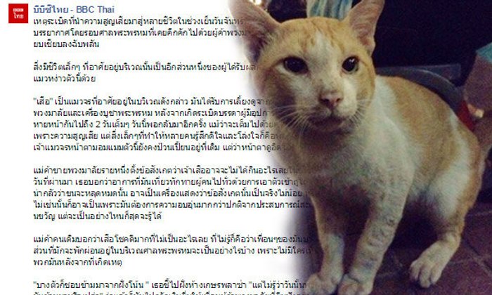 อีกหนึ่งชีวิตแมวในศาลพระพรหม หลังเหตุระเบิดราชประสงค์